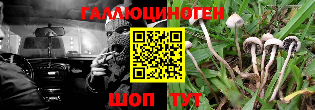 купить наркотики сайты  Галлюциногенные грибы GOLDEN TEACHER  Псилоцибиновые грибы Psilocybine cubensis  Вход с VPN  Старая Русса 