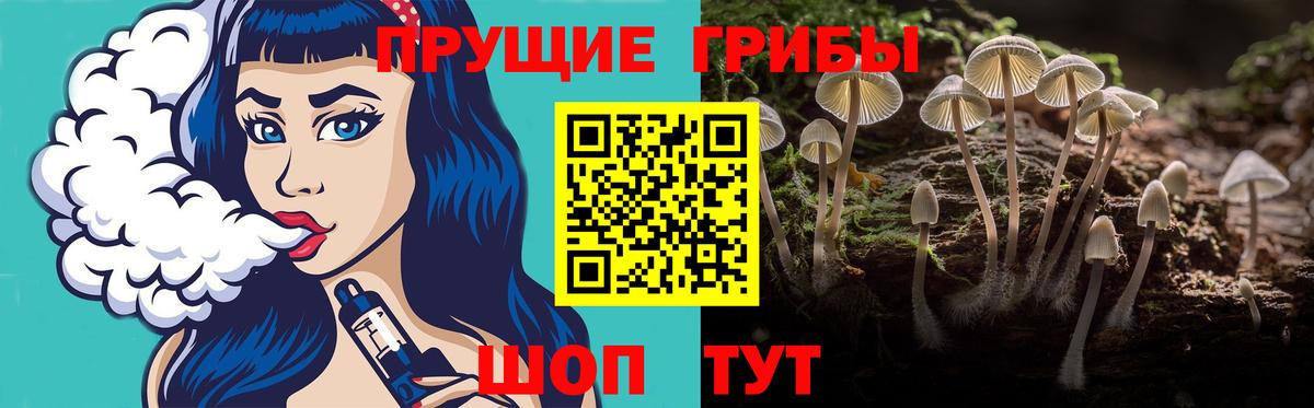 Псилоцибиновые грибы Psilocybe Старая Русса